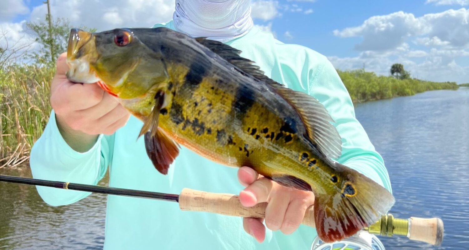 Peacock Bass on fly - Everglades Fishing Guide