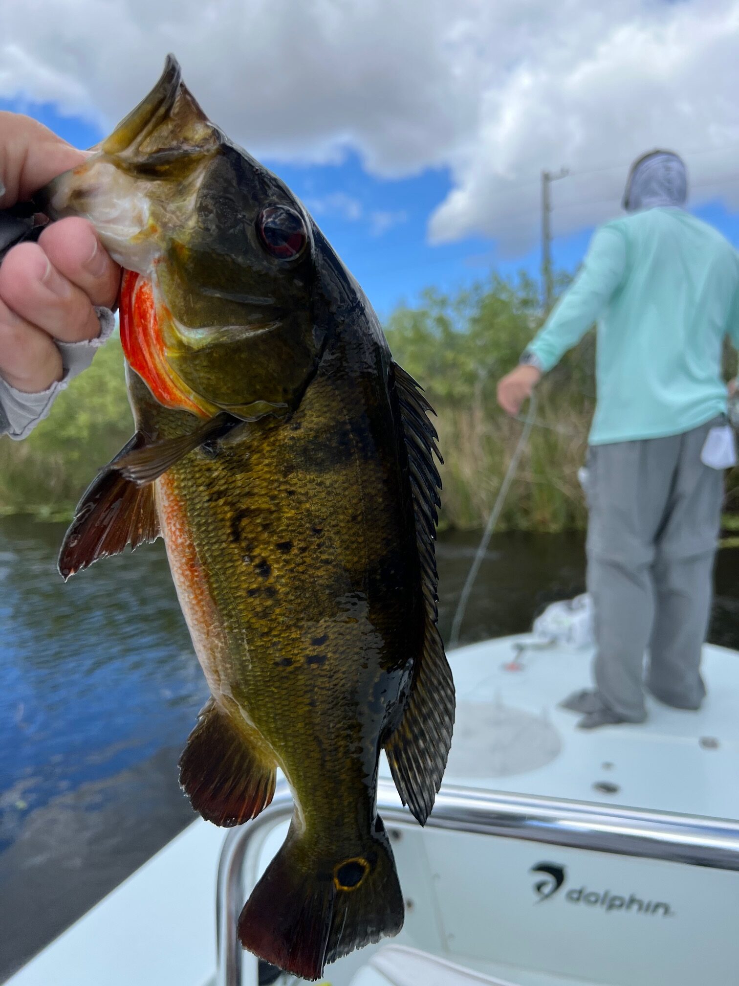 Peacock Bass Fishing with Capt. Wright Taylor Capt. Wright Taylor